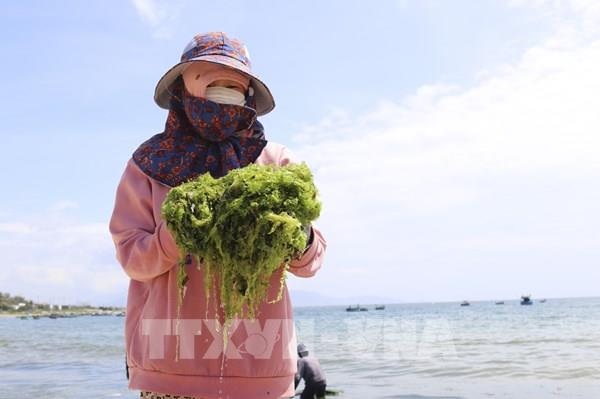 Công bố Báo cáo kinh tế biển xanh Việt Nam