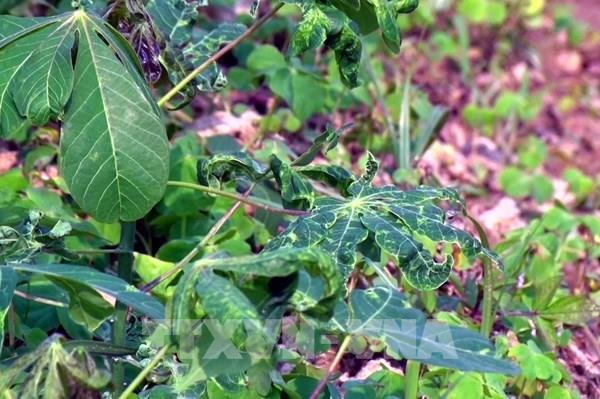 Nghệ An có trên 3.600 ha sắn nhiễm bệnh khảm lá