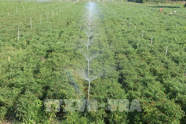 Đưa làn sóng đầu tư nước ngoài mới vào nông nghiệp