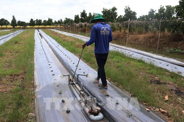 Đồng Tháp trồng hoa màu lãi gấp 2 - 3 lần trồng lúa