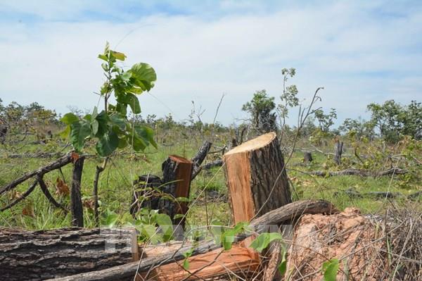 Vụ phá hơn 382 ha rừng tại Đắk Lắk: Điều tra và xử lý nghiêm vụ việc