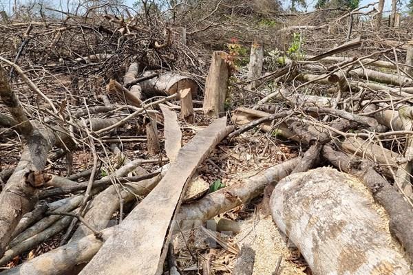 Vụ phá trên 18,6 ha rừng ở Đakrông: UBND tỉnh Quảng Trị yêu cầu xử lý nghiêm