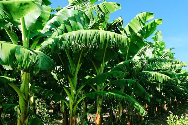 Hoàng Anh Gia Lai tìm lại hào quang từ trồng chuối và nuôi lợn?
