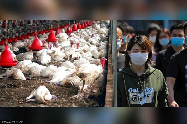 Trung Quốc ghi nhận trường hợp đầu tiên nhiễm cúm gia cầm H3N8 ở người