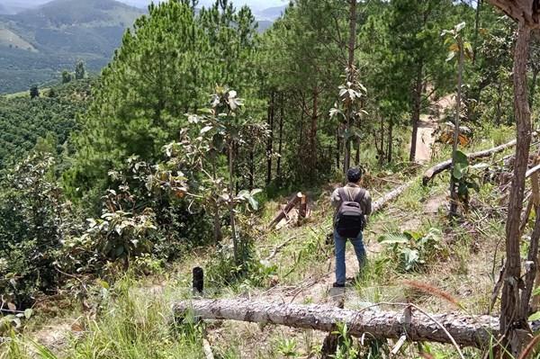 Lâm Đồng tạm ngừng cho thuê rừng để làm dịch vụ du lịch sinh thái, nghỉ dưỡng