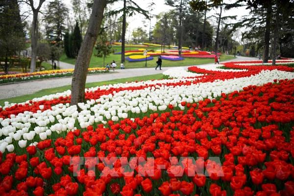 Rực rỡ sắc màu tại Lễ hội hoa tulip 2022