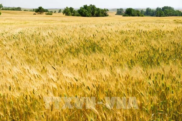 An ninh lương thực - cuộc khủng hoảng nối dài - Bài 2: “Liều thuốc đặc trị” qua góc nhìn chuyên gia