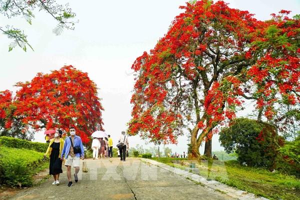 Đường phố Điện Biên rực rỡ sắc hoa