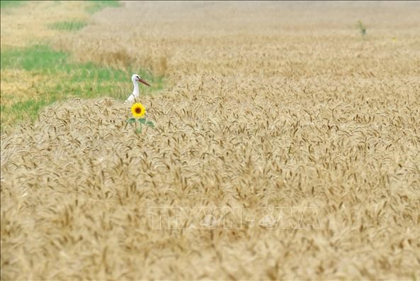 Thách thức đối với an ninh lương thực ở châu Á