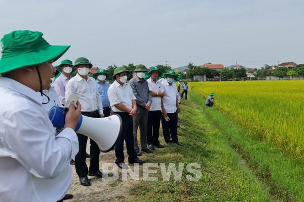 Gạo tuần hoàn theo xu hướng toàn cầu