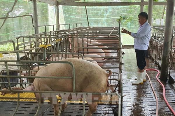 Làn sóng đầu tư vào chăn nuôi