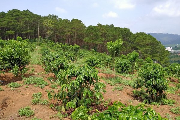 Đắk Nông lập đoàn giám sát việc thu hồi đất từ các nông, lâm trường