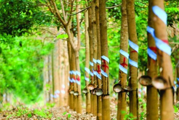 PHR: Mục tiêu lợi nhuận trước thuế quý II cao gấp 4,8 lần cùng kỳ năm ngoái