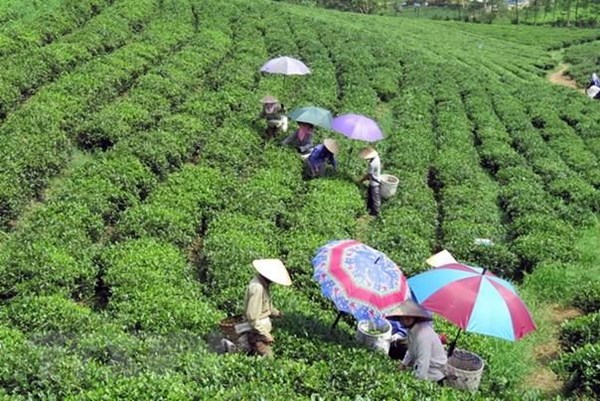 Phát triển kinh tế vùng Trung du và miền núi Bắc bộ - Sức bật mới cho khu vực