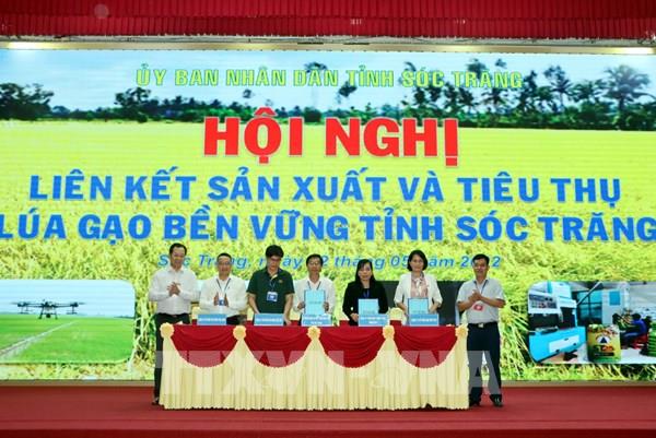 Sóc Trăng: Liên kết sản xuất và tiêu thụ lúa gạo để phát triển bền vững