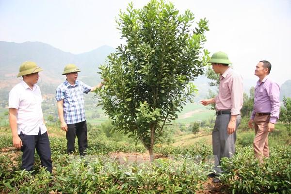 Phát triển kinh tế vùng Trung du và miền núi Bắc bộ: Triển vọng từ cây mắc ca