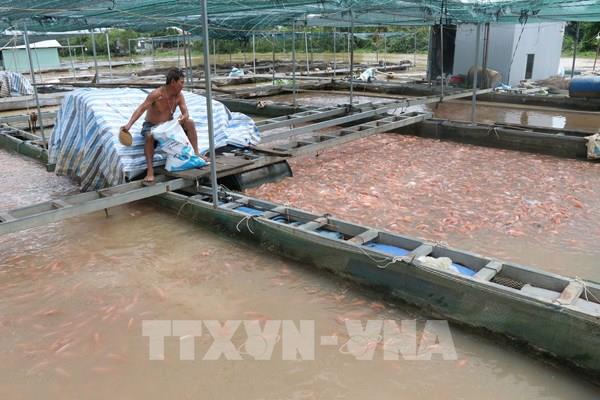 Đồng Tháp siết chặt nuôi cá lồng bè ngoài vùng quy hoạch