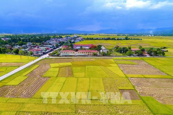 Mùa vàng trên cánh đồng Mường Thanh