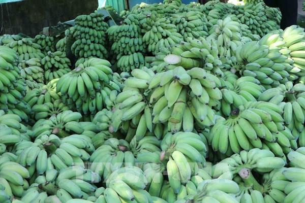 Chuối Việt Nam có khả năng cạnh tranh với sản phẩm cùng loại tại Nhật Bản