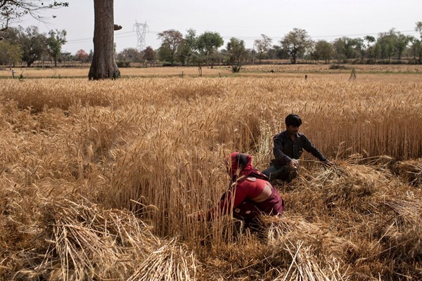 Ấn Độ bất ngờ cấm xuất khẩu lúa mỳ