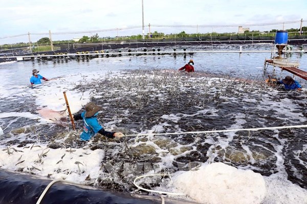 Phát triển các mô hình nông nghiệp ứng dụng công nghệ cao