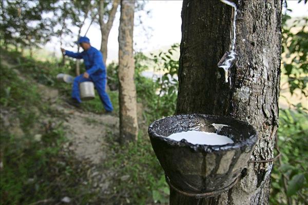 Xuất khẩu cao su tự nhiên của Malaysia tăng 12,5% trong tháng 3/2022