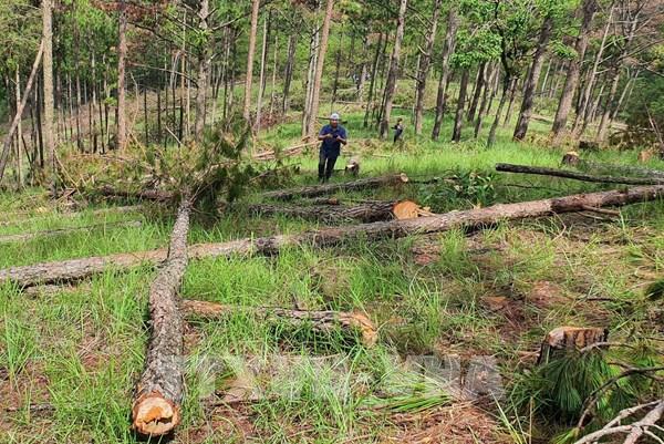 Lâm Đồng khẩn trương điều tra vụ triệt hạ gần 2ha rừng thông Đà Lạt