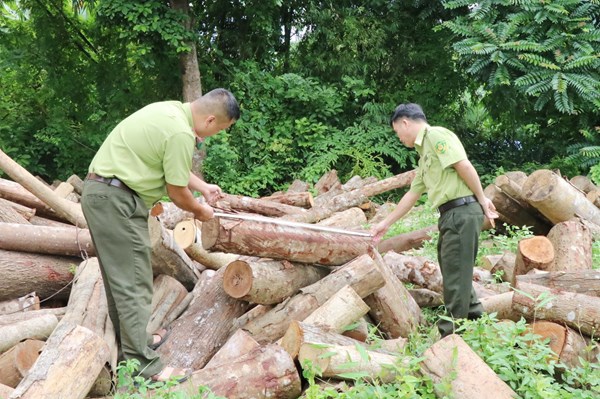 Thái Nguyên xử lý nhiều vụ vi phạm về Lâm nghiệp