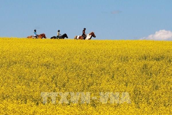 Giá dầu hướng dương và dầu hạt cải có thể giảm mạnh trong hai tháng tới