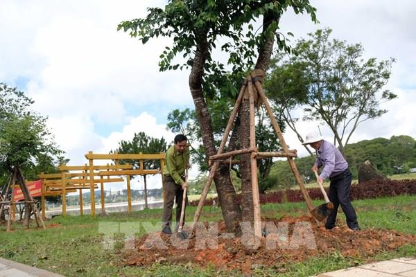 Trồng thêm mai anh đào, thông ba lá, phượng tím ở nội ô Đà Lạt