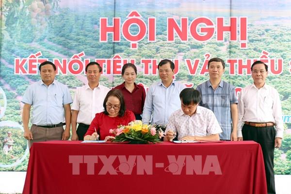 Kết nối tiêu thụ cho vải thiều sớm Tân Yên