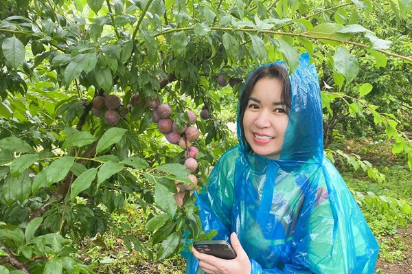 Sơn La: Quảng bá thương hiệu mận Mộc Châu đến du khách