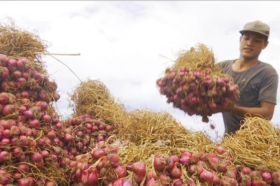 Sản xuất tiêu thụ nông sản qua liên kết, phân phối hài hòa lợi ích