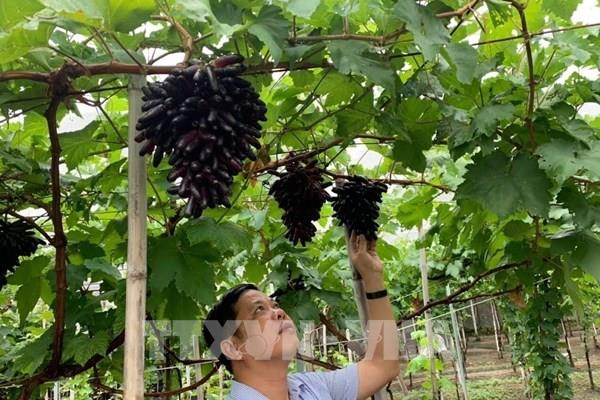 Giống nho mới NH04-102 tạo thế cạnh tranh với hàng nhập khẩu