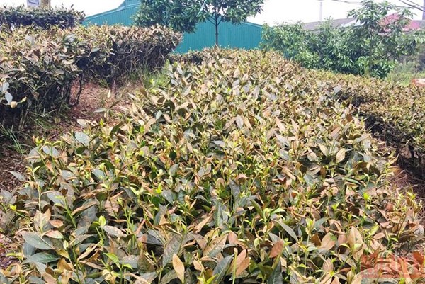 Lào Cai: Làm rõ nguyên nhân nhiều héc ta hoa màu, cây trồng bất ngờ chết héo