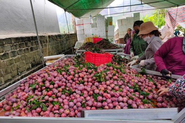 Mận Sơn La sẽ được đưa vào suất ăn hàng không Việt Nam