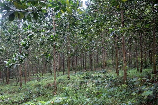 Uỷ quyền thực hiện chuyển mục đích sử dụng rừng tại hai tỉnh Thanh Hóa và Nghệ An