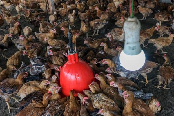Malaysia tạm ngừng xuất khẩu thịt gà từ đầu tháng 6