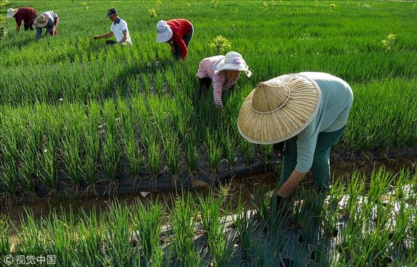 Trung Quốc đứng đầu thế giới về hệ thống di sản nông nghiệp quan trọng toàn cầu