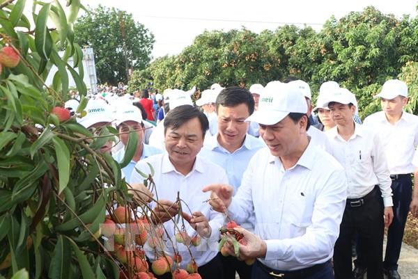 Xúc tiến thương mại vải thiều và các sản phẩm tiêu biểu tỉnh Hải Dương năm 2022