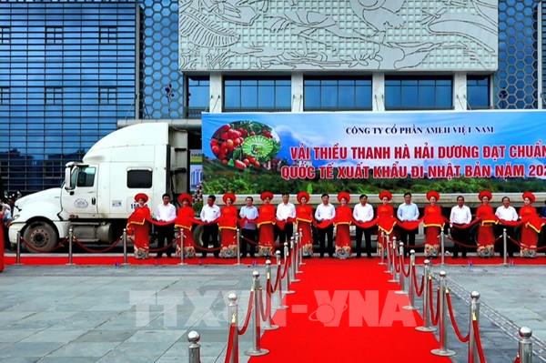 Hải Dương mở vườn thu hái vải xuất khẩu