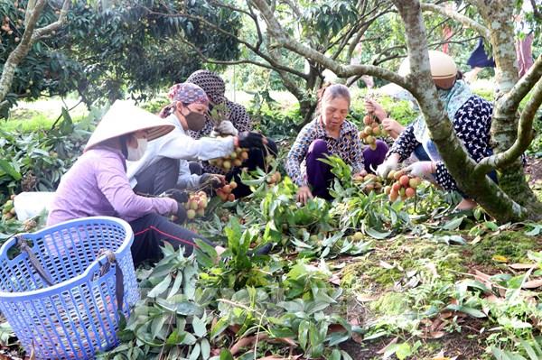 Kết nối tiêu thụ trái cây