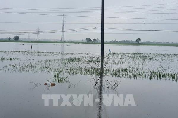 Hơn 29.000 ha lúa, hoa màu bị ngập úng