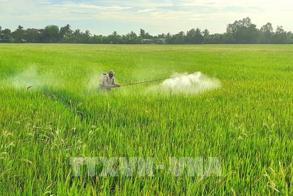Thị trường nông sản tuần qua: Giá lúa tăng giảm trái chiều