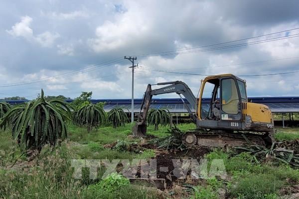 Rớt giá, nông dân phá bỏ vườn thanh long