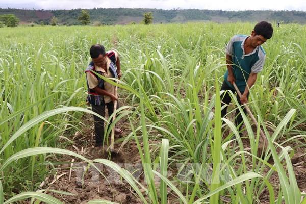Giúp đồng bào vùng cao Gia Lai cải thiện đời sống
