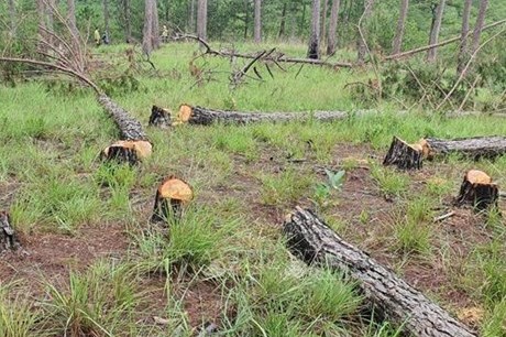 Lâm Đồng chỉ đạo điều tra, xử lý nghiêm vụ phá rừng từ thông tin báo chí