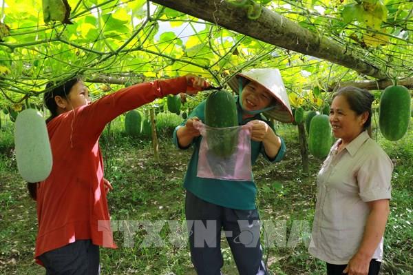 Sản phẩm OCOP quốc gia: Bài 2 - Hình thành vùng nguyên liệu, chú trọng xây dựng thương hiệu