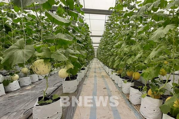 Năm 2025 sẽ có trên 20% sản phẩm nông nghiệp ứng dụng công nghệ cao