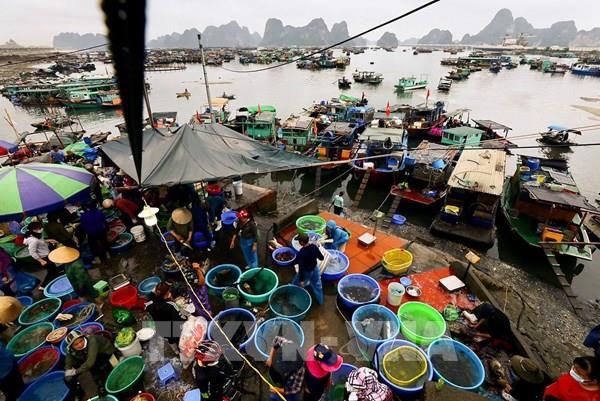 Về Cẩm Phả đến chợ cá Bến Do